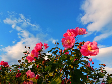 蓝天木芙蓉