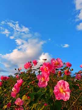 蓝天木芙蓉