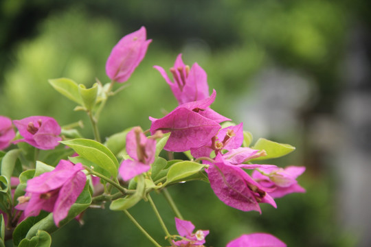 光叶子花