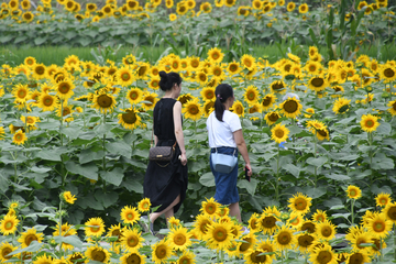 赏葵花