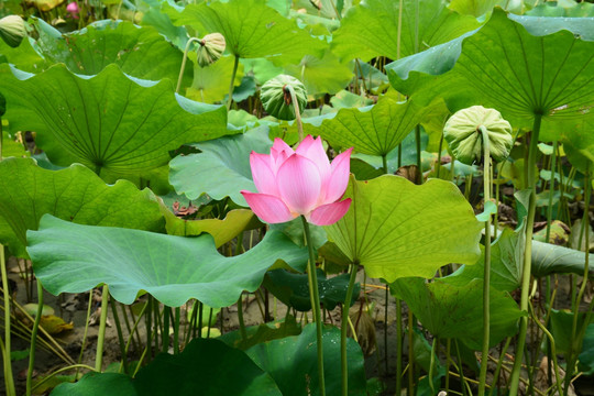 荷花莲花