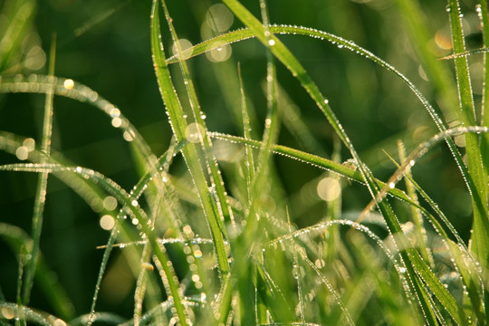 草水珠