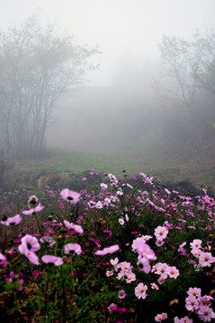 田园格桑花