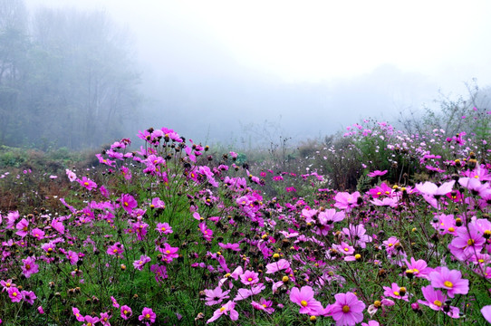 田园的格桑花