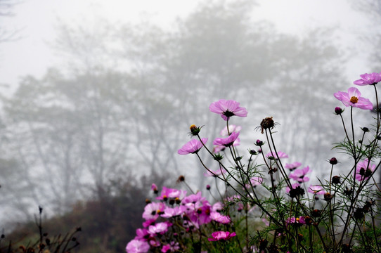 田园格桑花