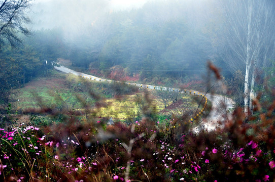 田园格桑花