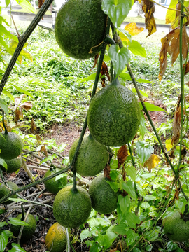 木鳖子中草药