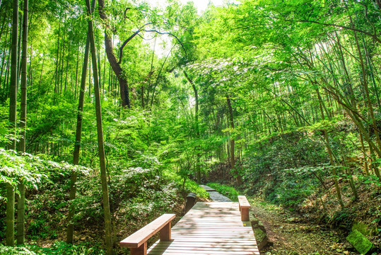 阳光绿树林背景