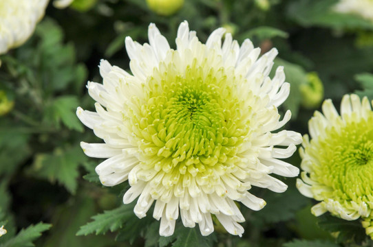 白绿色菊花