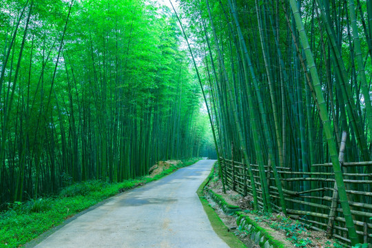 竹林小徑