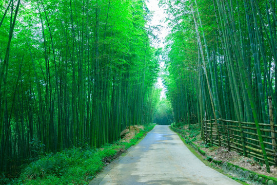 竹林小路