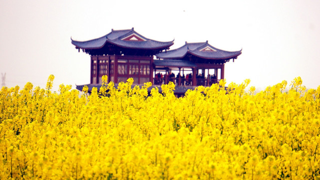 兴化千垛油菜花海