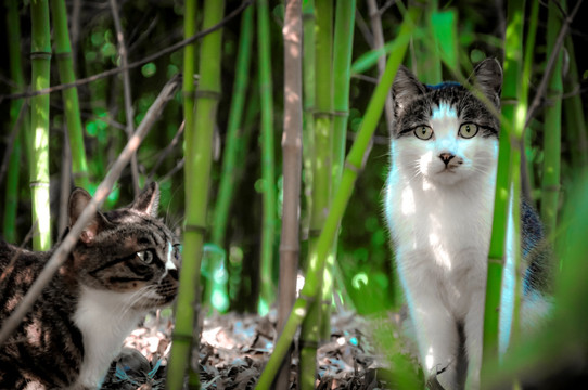 竹林里的猫