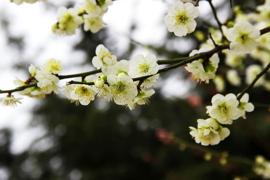 梅花