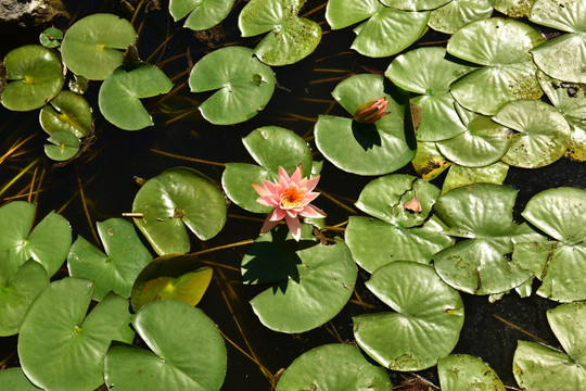 荷花池