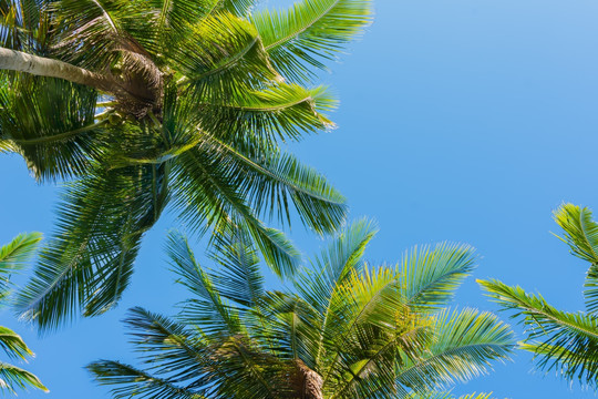 椰子树棕榈树蓝天背景