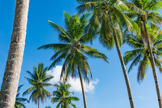 椰子树棕榈树蓝天背景