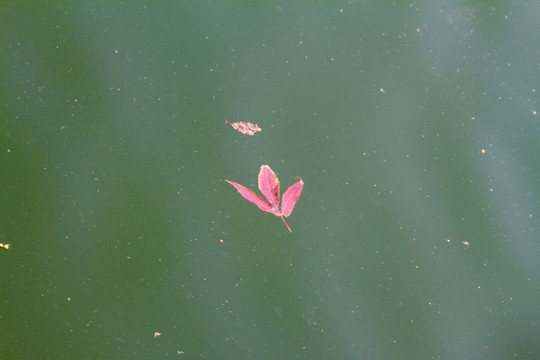 水上红叶