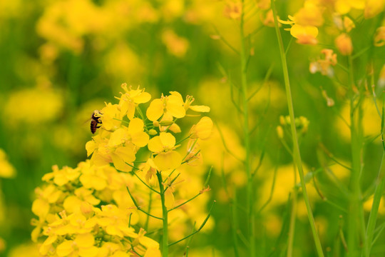 广西百色乐业油菜花微距