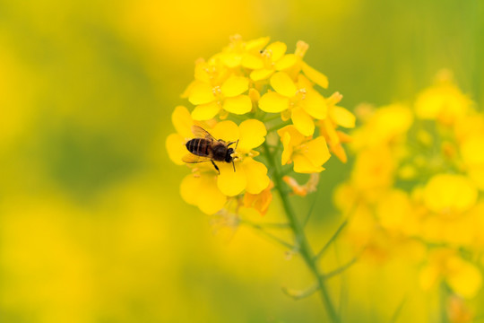 百色乐业油菜花微距