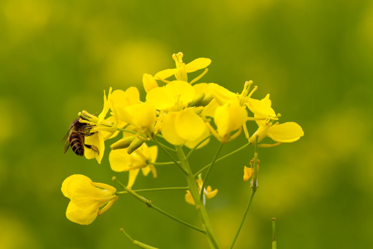 百色乐业油菜花微距