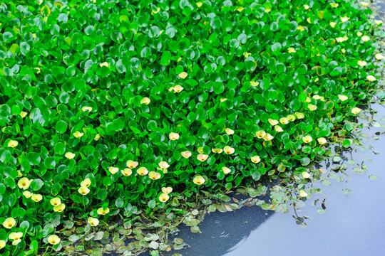 河涌整治水质清道夫黄花水浮莲