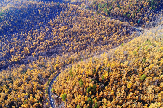 航拍金色森林公路