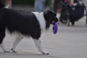 蝴蝶犬