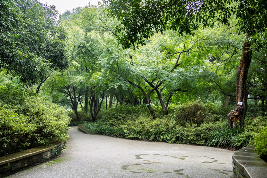 林间小道