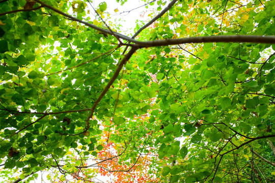 绿色树叶背景