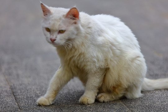 流浪猫