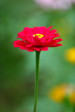 小菊花特写