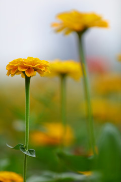 小菊花特写