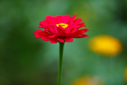 小菊花特写