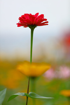 小菊花特写