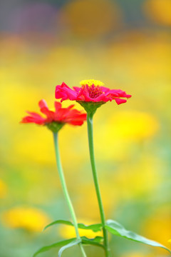 小菊花特写