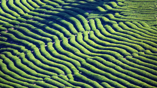 绿色茶山茶场