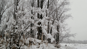 呼伦贝尔秋雪