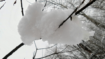 呼伦贝尔秋雪