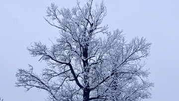 呼伦贝尔秋雪