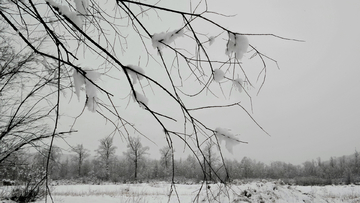 呼伦贝尔秋雪