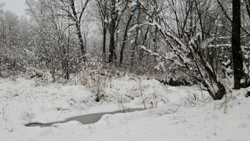 呼伦贝尔秋雪