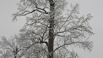 呼伦贝尔秋雪