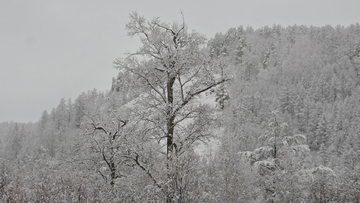 呼伦贝尔秋雪