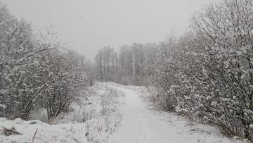 呼伦贝尔秋雪