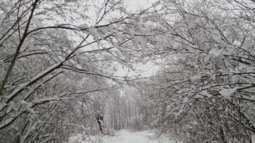 呼伦贝尔秋雪