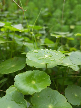 铜钱草