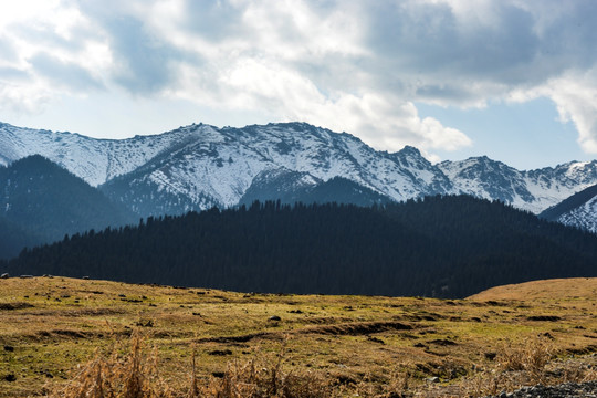 野山楂