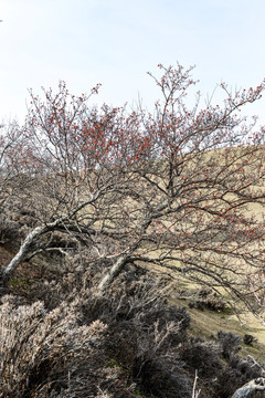 野山楂