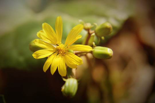 雏菊